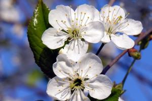 Flori de cireș.  Timpul înfloririi cireșilor.  Când înfloresc florile de cireș?  Cum arată Cherry?