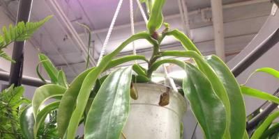 طريقة البذور لزراعة nepenthes
