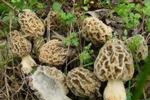 Morel-sienet: hyödylliset ominaisuudet, valmistusmenetelmä