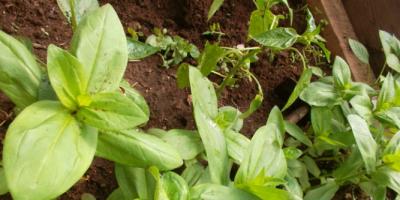 Comment et quand planter des graines de zinnia, culture et entretien en plein champ