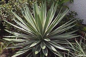 Riprodhimi dhe krasitja e specieve fotografike të transplantit të yucca-s për kujdesin në shtëpi të palmës Yucca