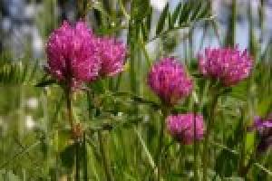 Harvesting, use, beneficial properties and contraindications of red clover (meadow)