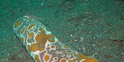 Трепанг (морской огурец): описание и фото