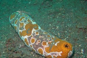 Trepang (sea cucumber): description and photo