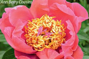 Review of peony coral sunset and other coral varieties Peony Coral Charm
