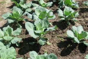 Features of planting and growing vegetables in the open field
