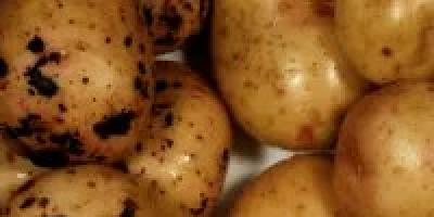 Pourriture fongique et bactérienne des pommes de terre Pourriture des racines des pommes de terre