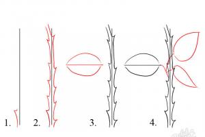 How to draw a rose step by step?