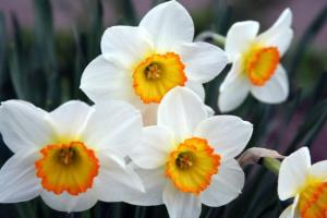 Narcise - gojenje in nega