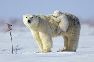 The polar bear may be on the verge of extinction