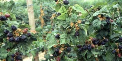 How to care for blackberries