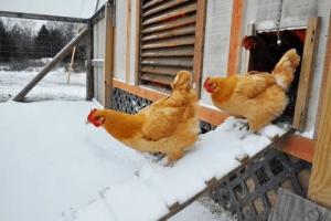 How to heat a chicken coop in winter?