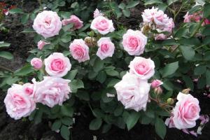 Výsadba růží Floribunda a péče v otevřeném terénu - nejlepší odrůdy s názvy fotografií a popisy