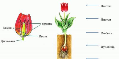 Transplantation et entretien de tulipes en pleine terre en automne