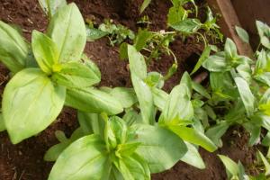Comment et quand planter des graines de zinnia, culture et entretien en plein champ