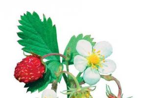 All about berries: interesting facts and photos