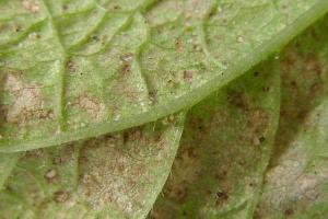 Protéger les courgettes des maladies (la pratique de l'agriculture naturelle) Pucerons sur les courgettes comment lutter contre les remèdes populaires