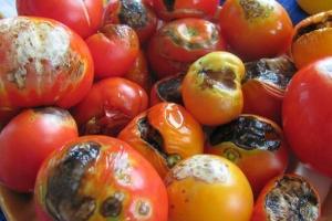 Si të shpëtojmë nga plaga e vonë në domate
