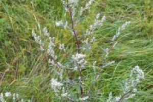 Wormwood herb: medicinal properties and contraindications of the plant, briefly