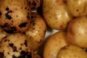 Svamp- och bakterieröta av potatis Rotröta av potatis