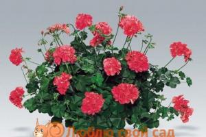 Terry pelargonium: varieties, reproduction and care at home
