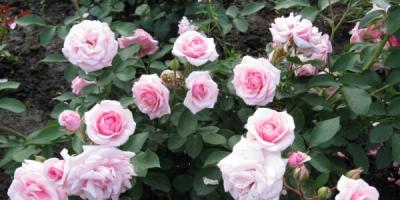Sajenje in nega vrtnice Floribunda na odprtem terenu - najboljše sorte s fotografijami imen in opisov