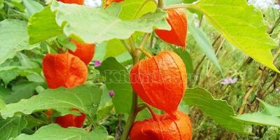 Growing and caring for edible physalis: tips, photos Is it possible to eat decorative physalis