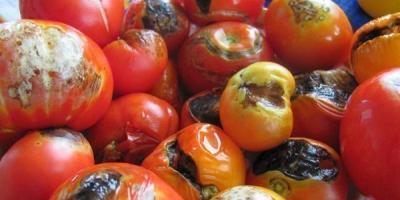 Ako sa zbaviť plesne na paradajkách